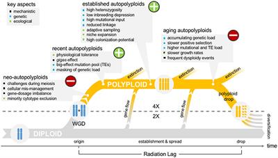 The “Polyploid Hop”: Shifting Challenges and Opportunities Over the Evolutionary Lifespan of Genome Duplications